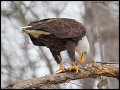 _3SB1282 bald eagle eating fish
